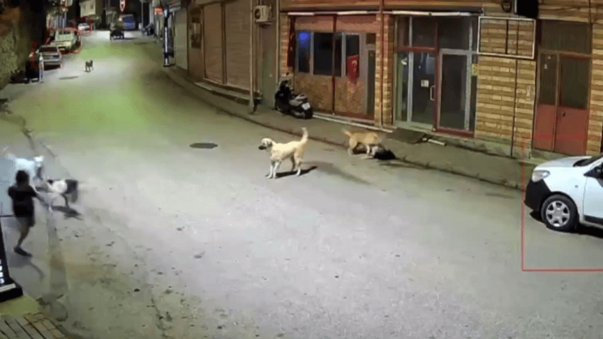Ordu'da Başıboş Köpeklerin Çocuğa Saldırdığı Anlar Güvenlik Kamerasında