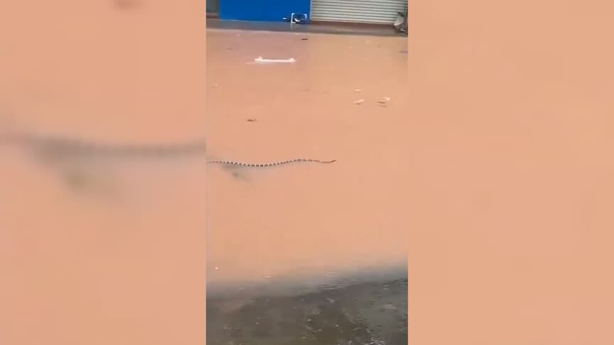 Çin'de Sel Felaketi Sonrası 900 Yılan Çiftlikten Kaçtı