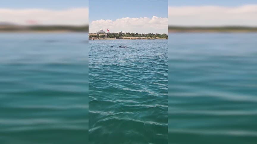 Tekirdağ Sahillerinde İki Yunus Görüntülendi