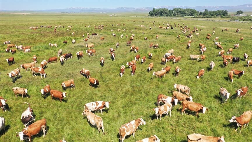 Kars'ta Kayıtlı Mera Alanı 418 Bin Hektara Çıkarıldı