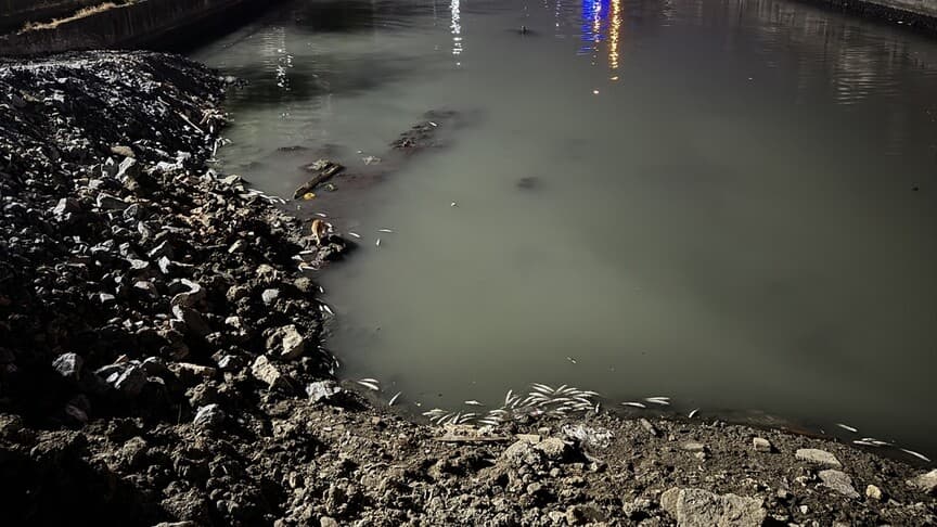 Bakırköy'de Dere Yatağında Binlerce Balık Ölü Bulundu