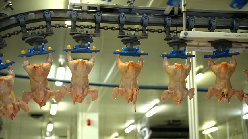 Tavuk Eti Üretiminde Mayıs Ayında Yüzde 16,3 Düşüş Kaydedildi
