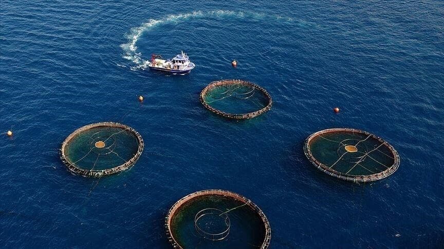 Doğu Karadeniz'in Su Ürünleri İhracatı İlk Beş Ayda 73,7 Milyon Doları Aştı
