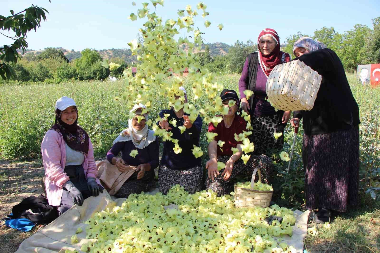 Amasya'nın Coğrafi İşaretli Çiçek Bamyası: Altından Daha Hızlı Ticarete Konuluyor