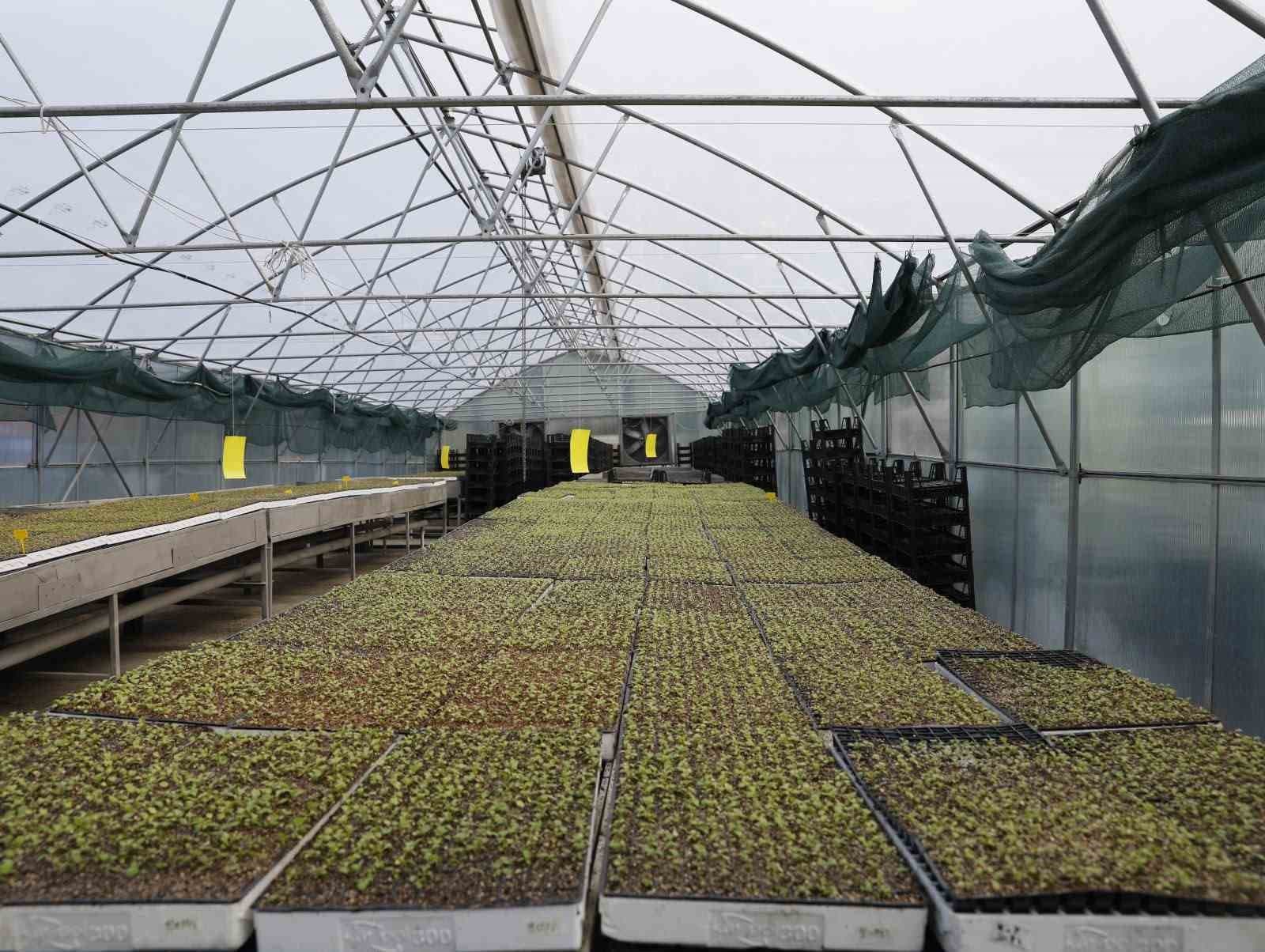 Akçaabat’ta 65 bin marul fidesi çiftçilere teslim edildi