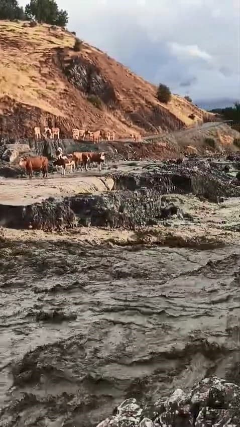 Elazığ'da Yağış Kaynaklı Selde İnekler Zarar Gördü