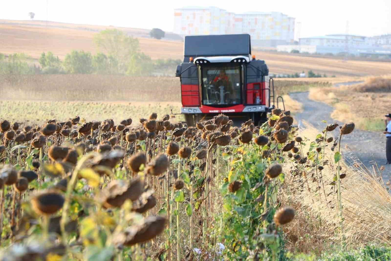 Yağlık Ayçiçeği Alım Fiyatı Açıklandı: Ton Başına 34 Bin Lira, Yüzde 17,2 Artış
