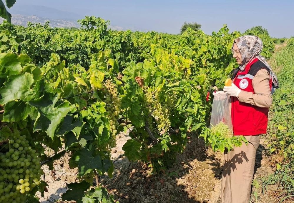 Üzüm Üreticilerine İlaçlama Konusunda Son Uyarı: Güve Sorunu Devam Ediyor