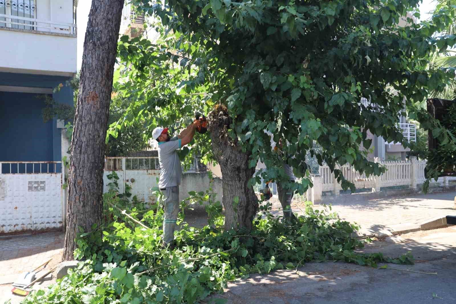Nazilli'de Sonbahar Hazırlıkları: Yeşil Alanlarda Yoğun Bakım Çalışmaları Başladı