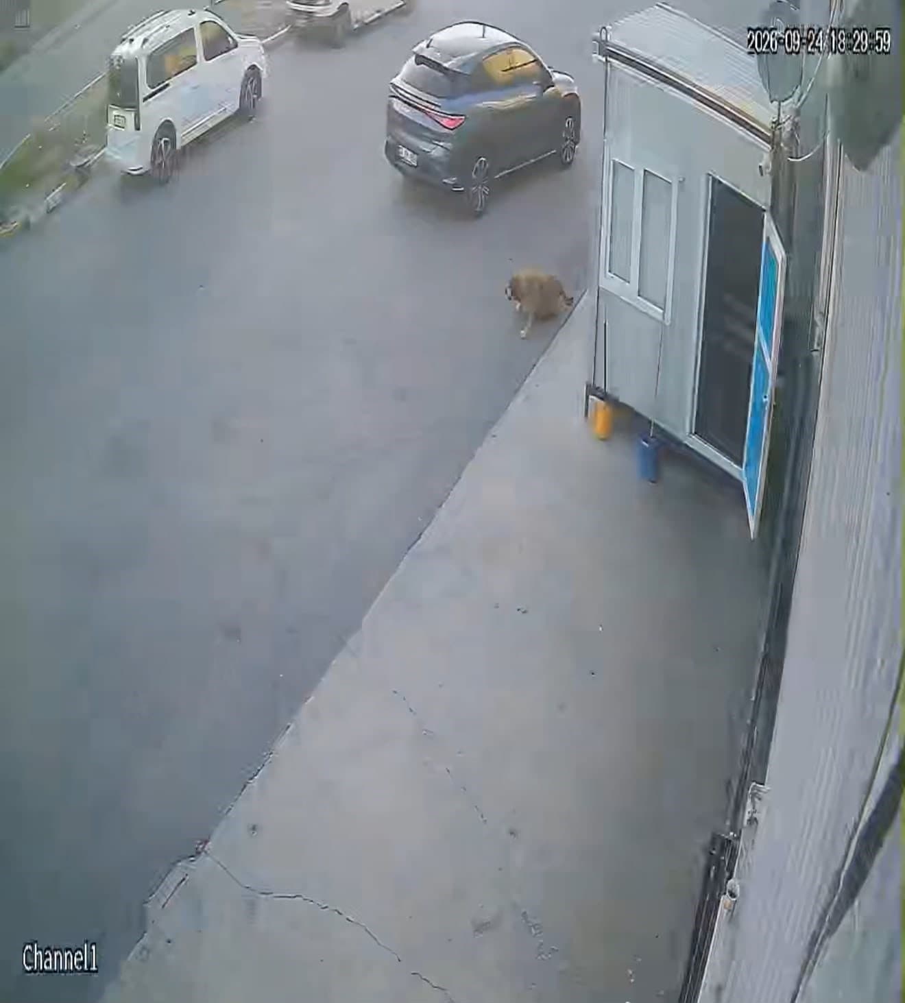 Görenlerin İçini Sızlatan Görüntü