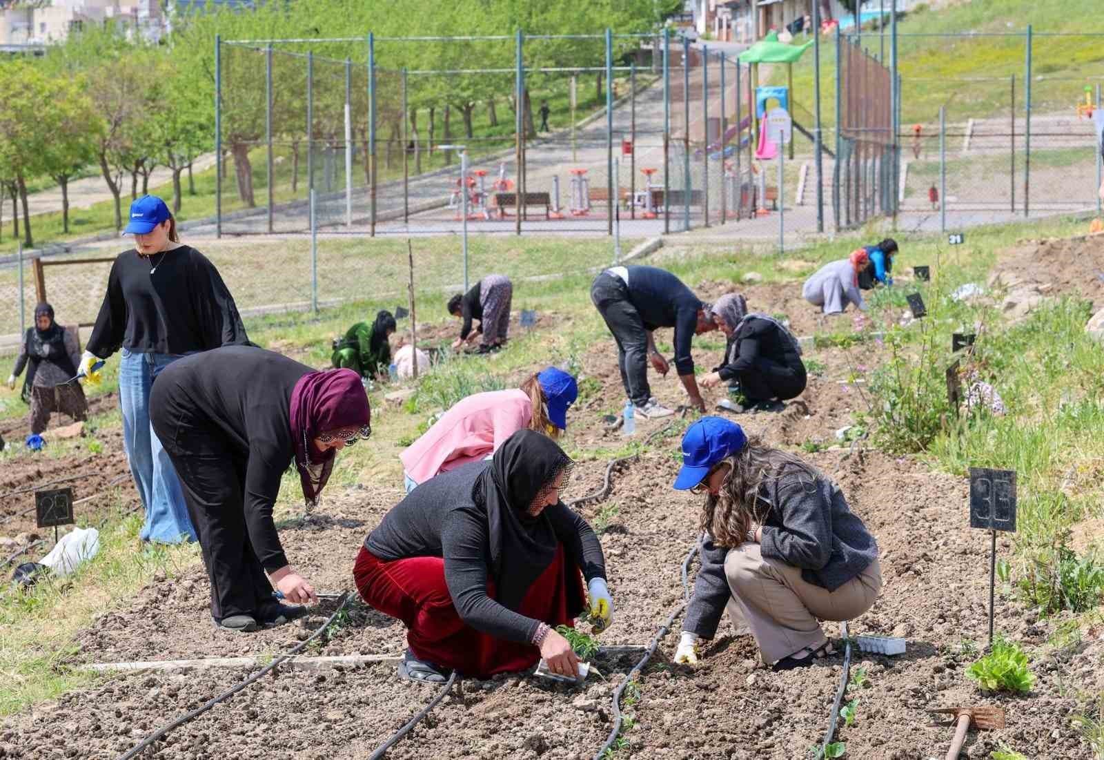 Toprağın Verimi ve Kadın Dayanışması: İzmir'de Yaz Hasadı Süreklilik Gösteriyor