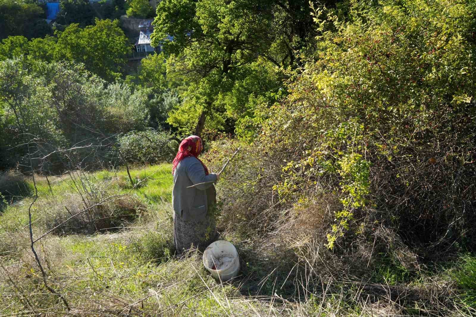 Dikenli Dallardan Marmelata: Gümüşhane'de Kuşburnu Hasadı ve İşleme Süreci