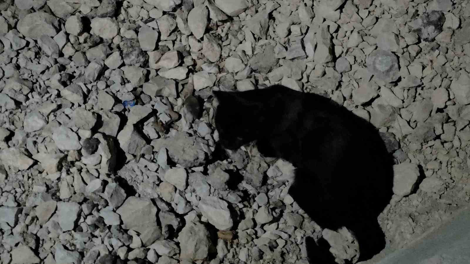 Van Gölü Sahilinde Gözlem: Kedi Yakaladığı Fareyle Saatler Süren Etkileşim