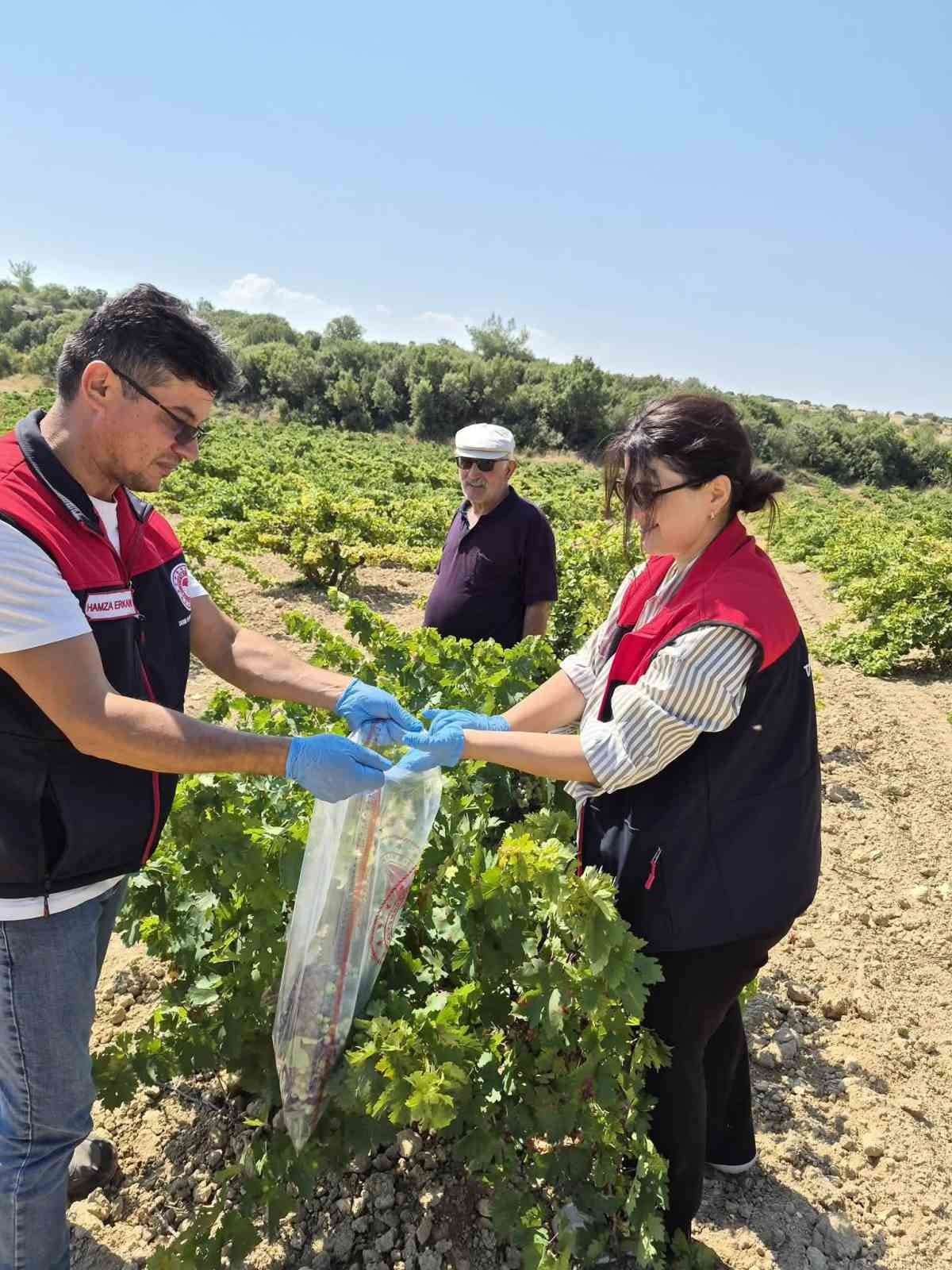 Bekilli'de Üzüm Hasadı Hazırlıkları Kapsamlı Pestisit Analizine Alındı