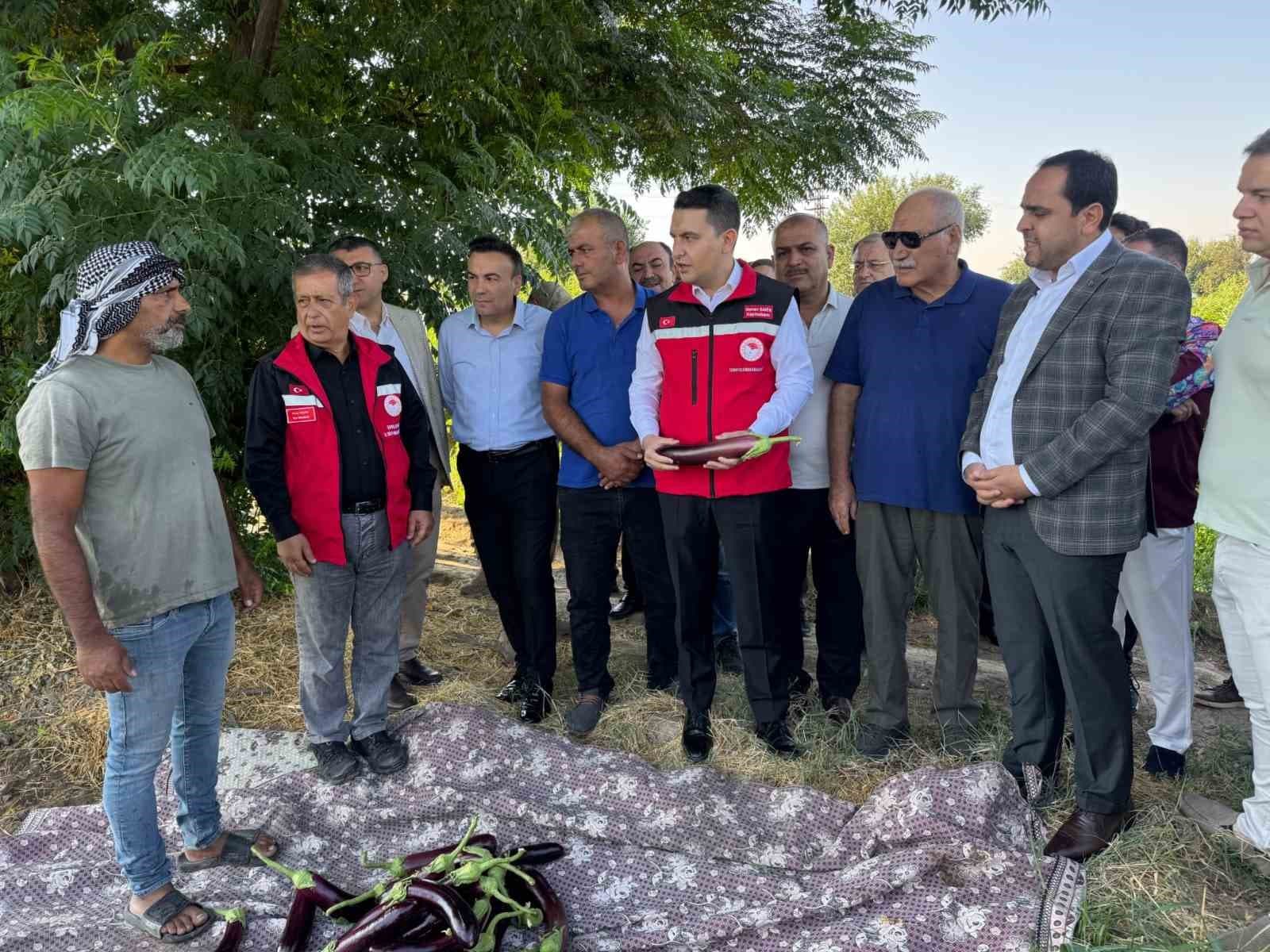 Birecik Patlıcanında Resmi Hasat Sezonu Başladı