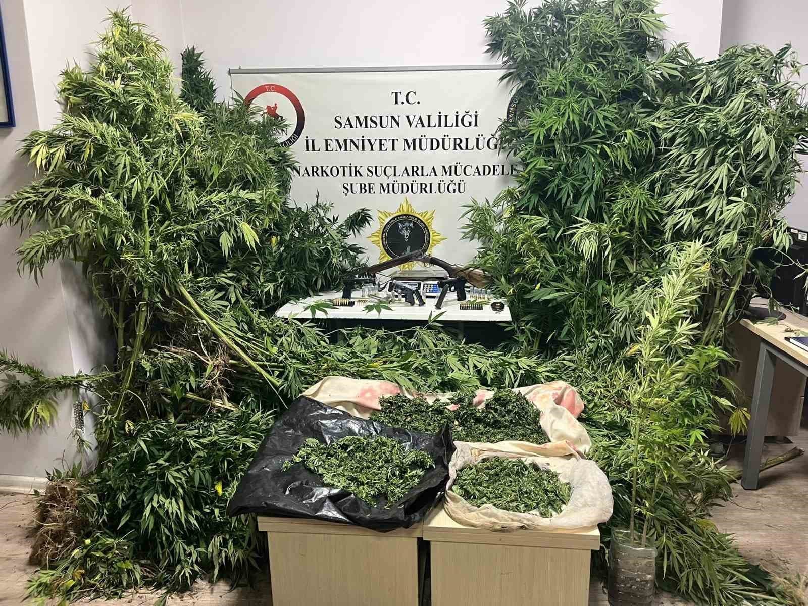 Polis, Samsun'da Tütün Bitkileri Arasında Büyük Uyuşturucu Operasyonu: 502 Kök Kenevir ve 17 Kg Esrar Ele Geçirildi