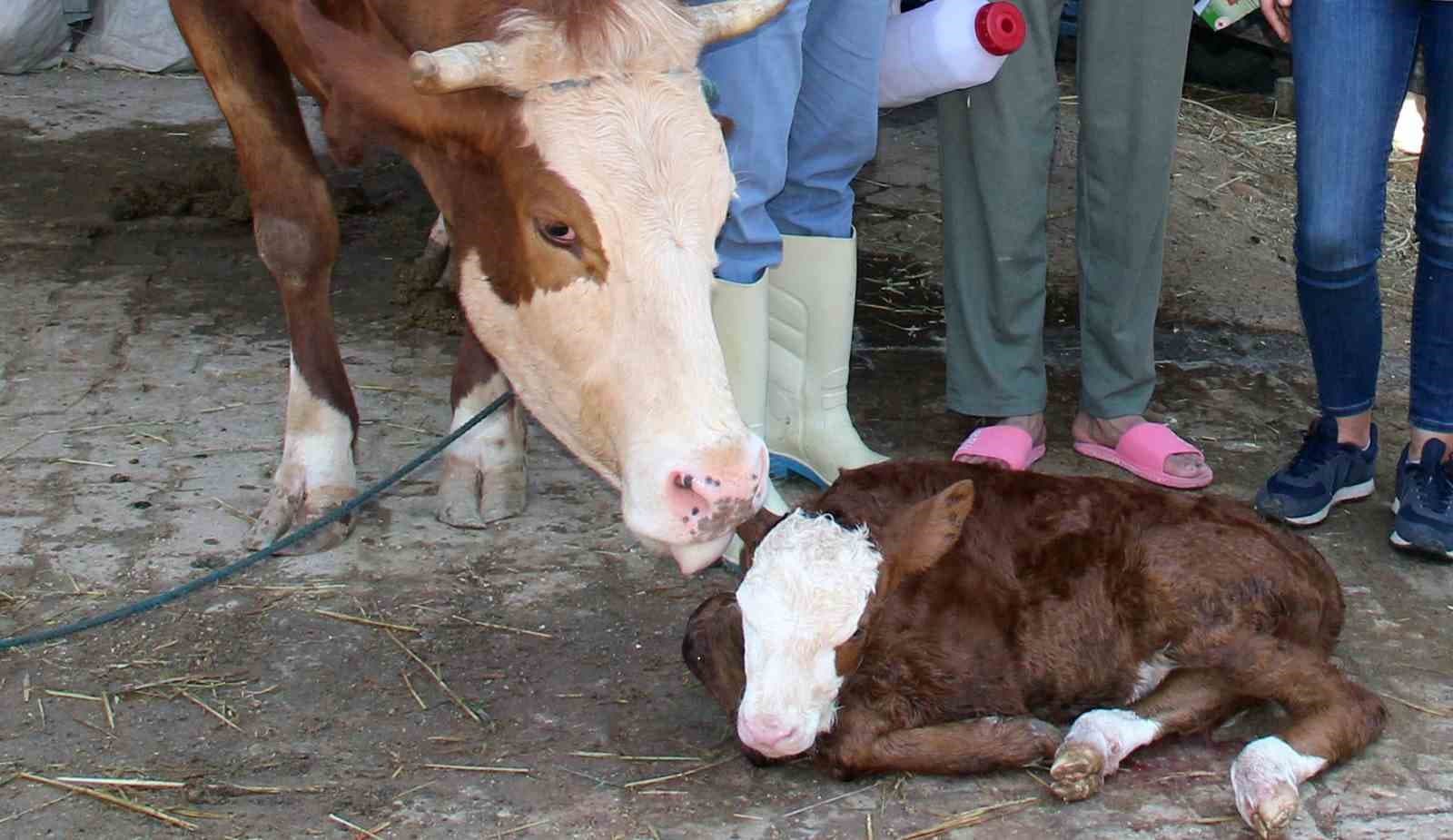 Muğla'da Buzağı Kayıpları Yüzde 1'e İndirilecek: Yeni Bakım Projesi Başladı