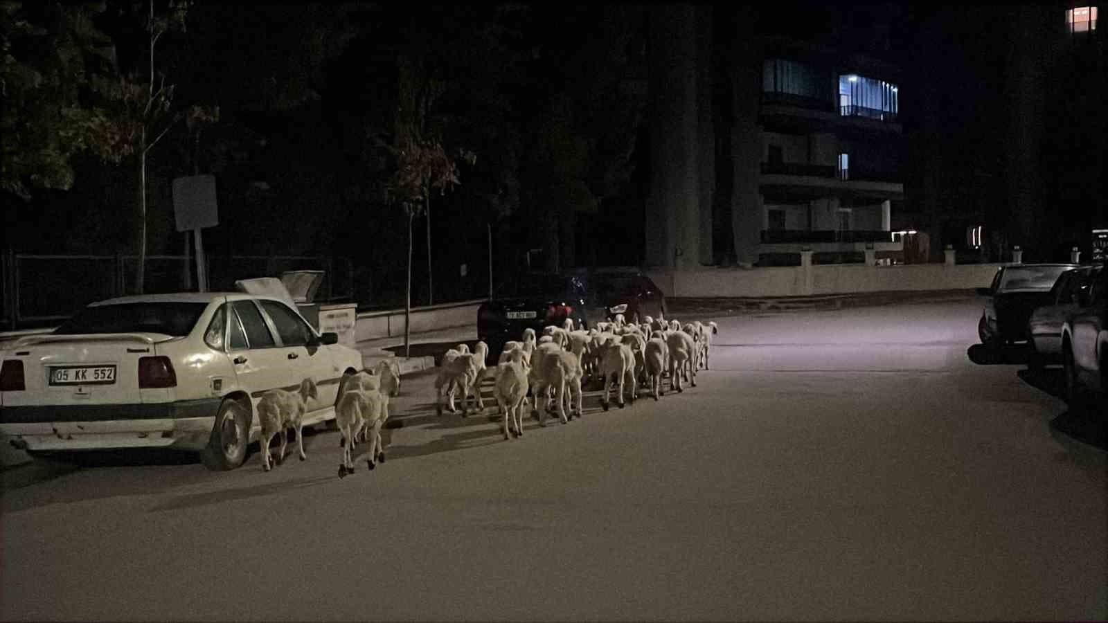 Mahallede Kayıp Koyunlar İçin Arama Çalışması: Kaçan Hayvanlar Boş Arazide Yakalandı