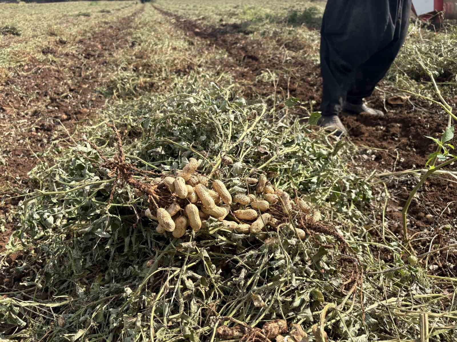 Osmaniye'de Yer Fıstığı Hasadı Verimle Sürüyor