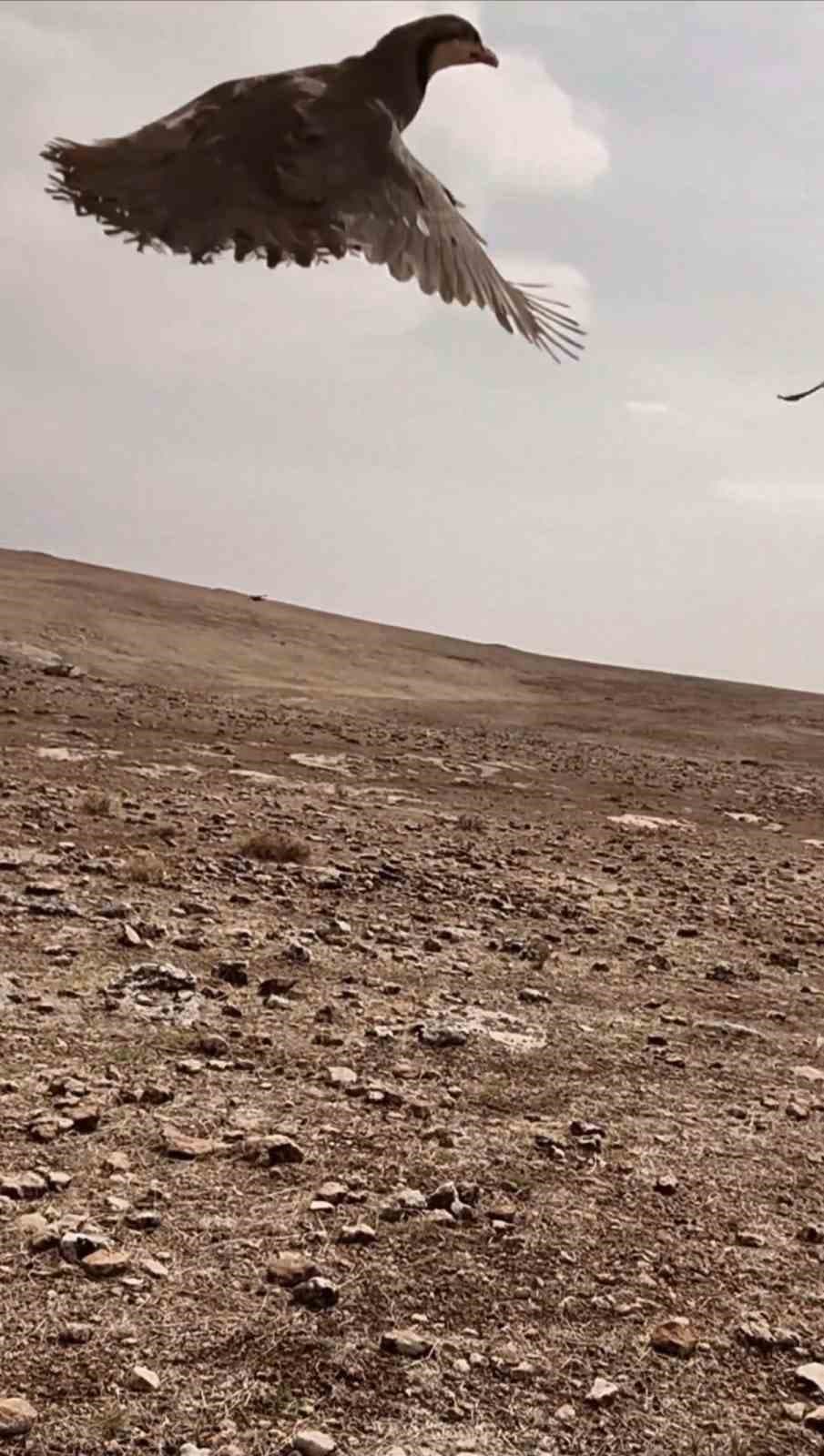 Mardin'de Yasa Dışı Keklik Avı Operasyonu: Cezası 129 Bin 429 TL