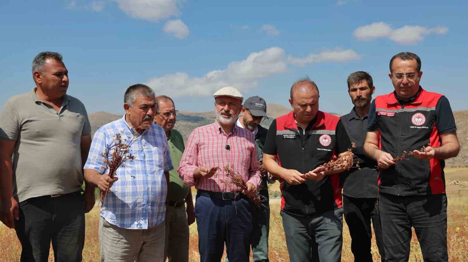 Kocasinan'da Karabuğday Hasadı: Başkan Çolakbayrakdar, Bölgeyi Arıcılık ve Sağlıklı Tarım Ürünü Merkezi Yapma Hedefini Açıkladı