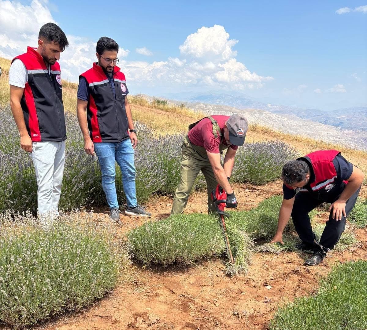 Kemah'ta Lavanta Hasadı Başladı: Bölgesel Tarımsal Katma Değer Yaratıyor
