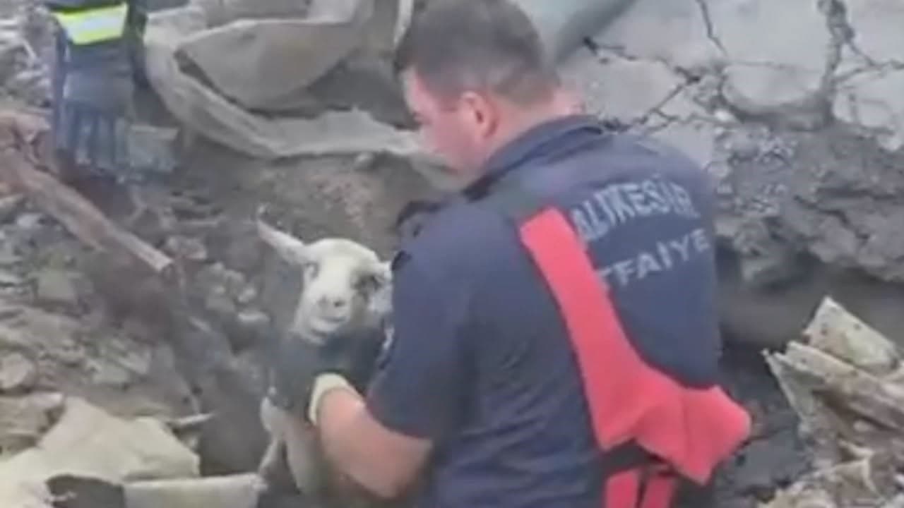 Sındırgı'da Toprak Kayması Sonucu Üç Koyun Kurtarıldı