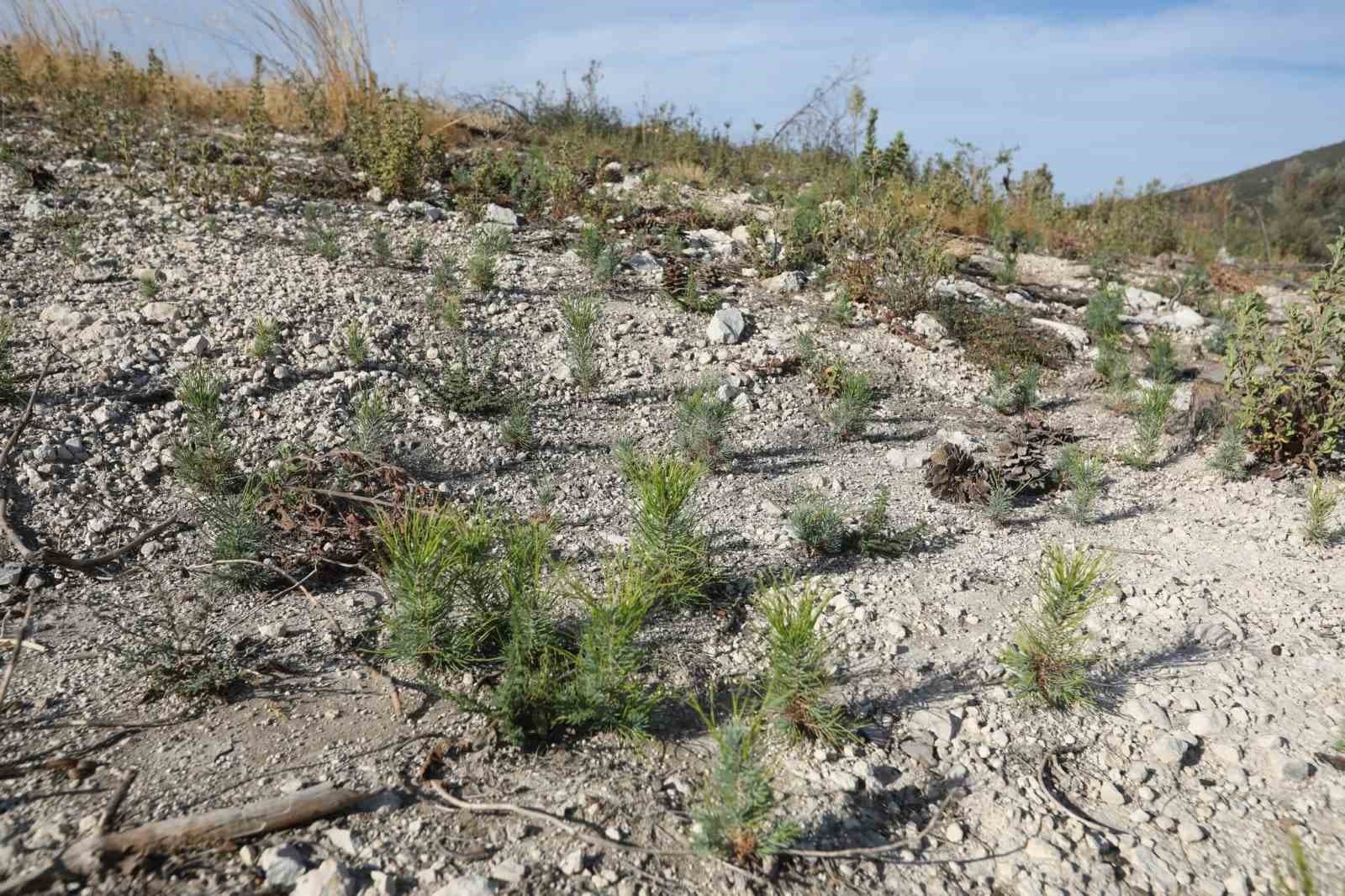 Manisa'da Orman Yangını Sonrası Yeniden Yeşil Dönüşüm Süreci Başladı