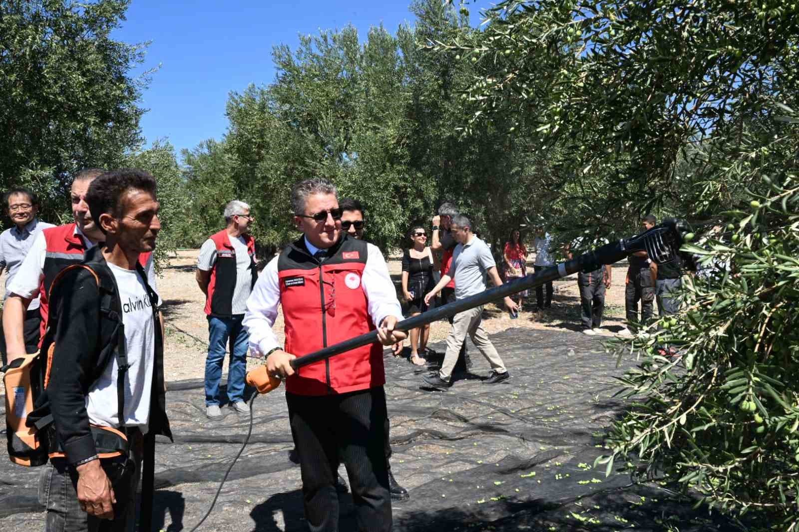 Dikili'de Zeytin Hasadı Başladı: Sezonun İlk Ürünleri Toplandı