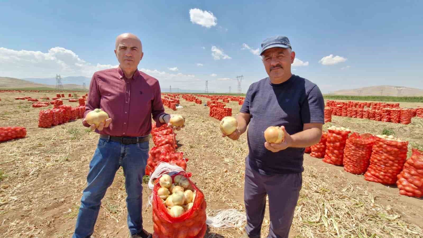 Karaman'da Yazlık Soğan Hasadı Verim ve Fiyatlarla Dikkat Çekiyor