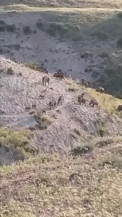 Elazığ'da Domuz Sürüsü Görüntülendi