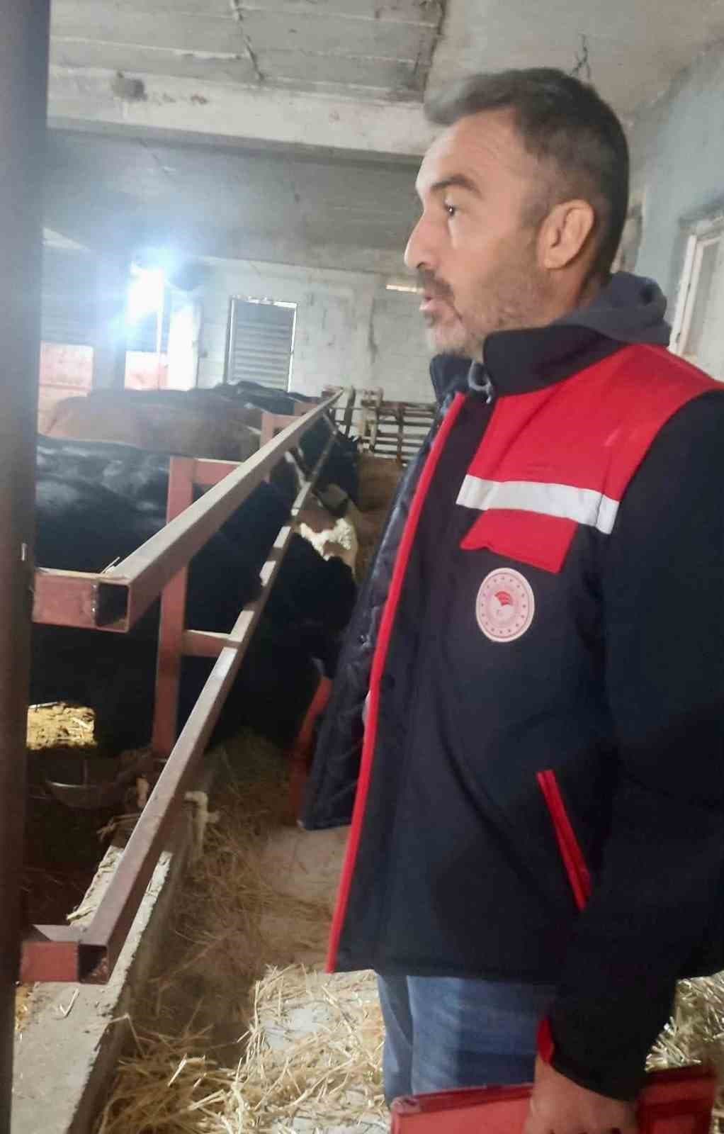 İthal Hayvanlı İşletmelerde Sağlık Kontrolleri Yapılıyor