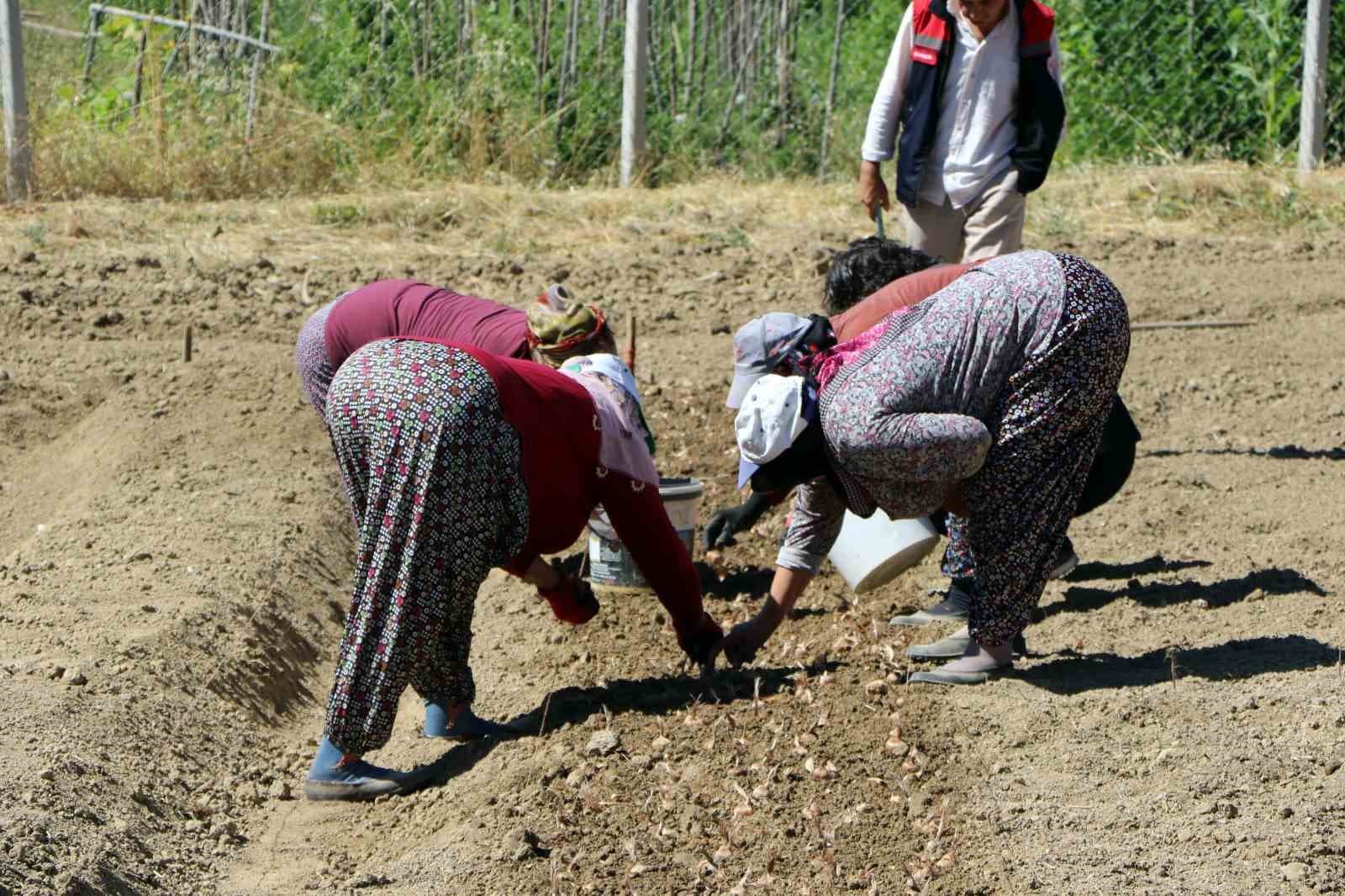 600 Bin Liralık Değeriyle Safran Sezonu Başladı