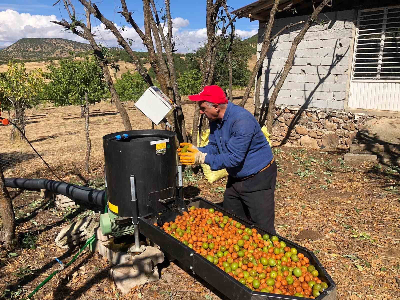 Bingöl Solhan'da Ceviz Hasadı Başladı: 150 Dönümden 6 Ton Verim Bekleniyor