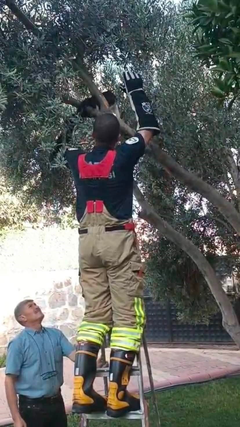 Patisi Ağaca Takılan Kedi İtfaiye Yardımıyla Kurtarıldı