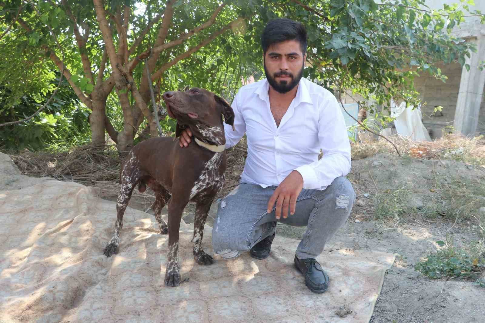 Adana'da Köpeğe Sopayla Şiddet: Olay Güvenlik Kamerasına Yansıdı