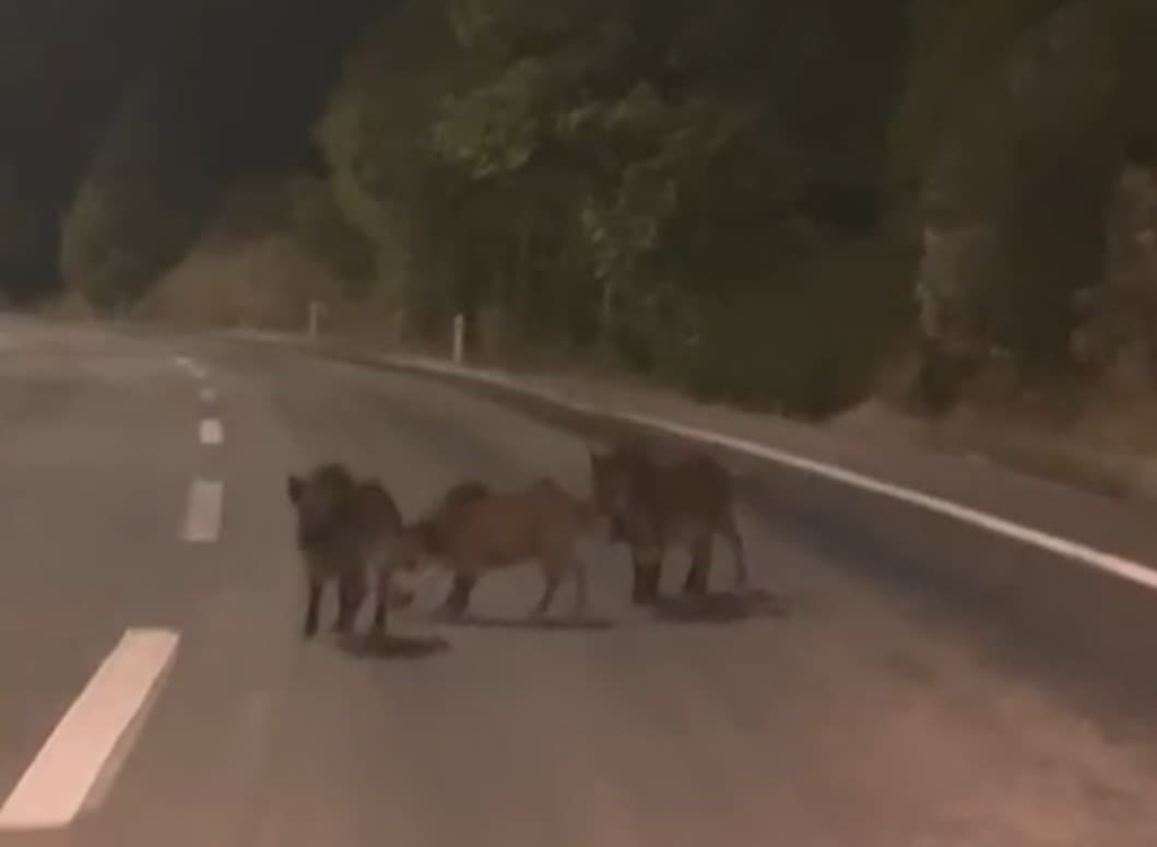 Kahramanmaraş’ta Yolda Yaban Domuzu Sürüsü Gözlemlendi