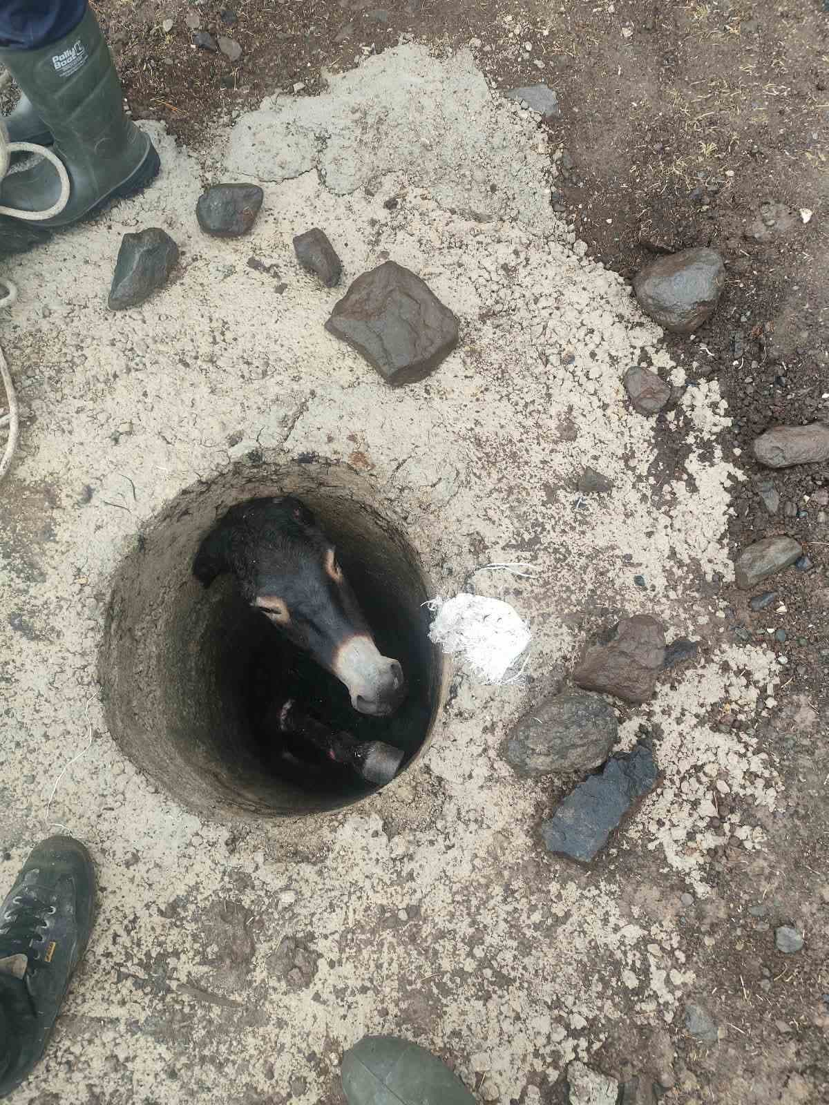 Elazığ'da Kuyuya Düşen Eşek Kurtarıldı