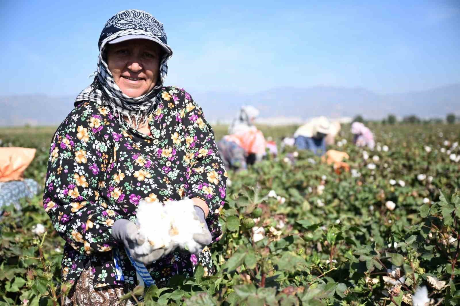 Aydın'da 2026 Pamuk Hasadı Başladı