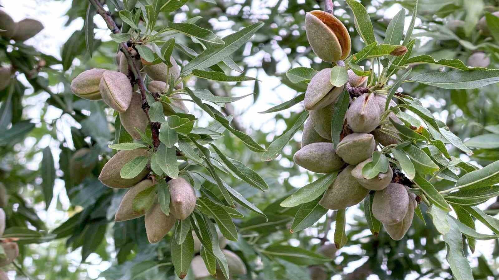 Akşehir'de Kiraz Üretimindeki Zorluklara Cevap: Badem Alternatif Olarak Değerlendiriliyor