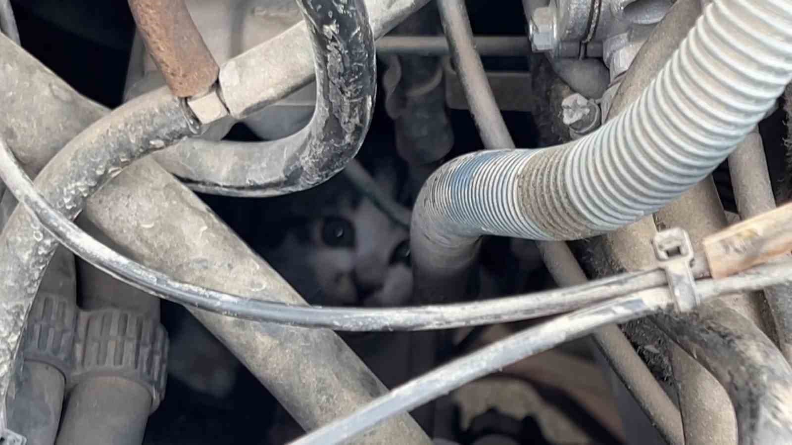 Sivas'ta Araçta Mahsur Kalan Yavru Kedi İtfaiye Tarafından Kurtarıldı