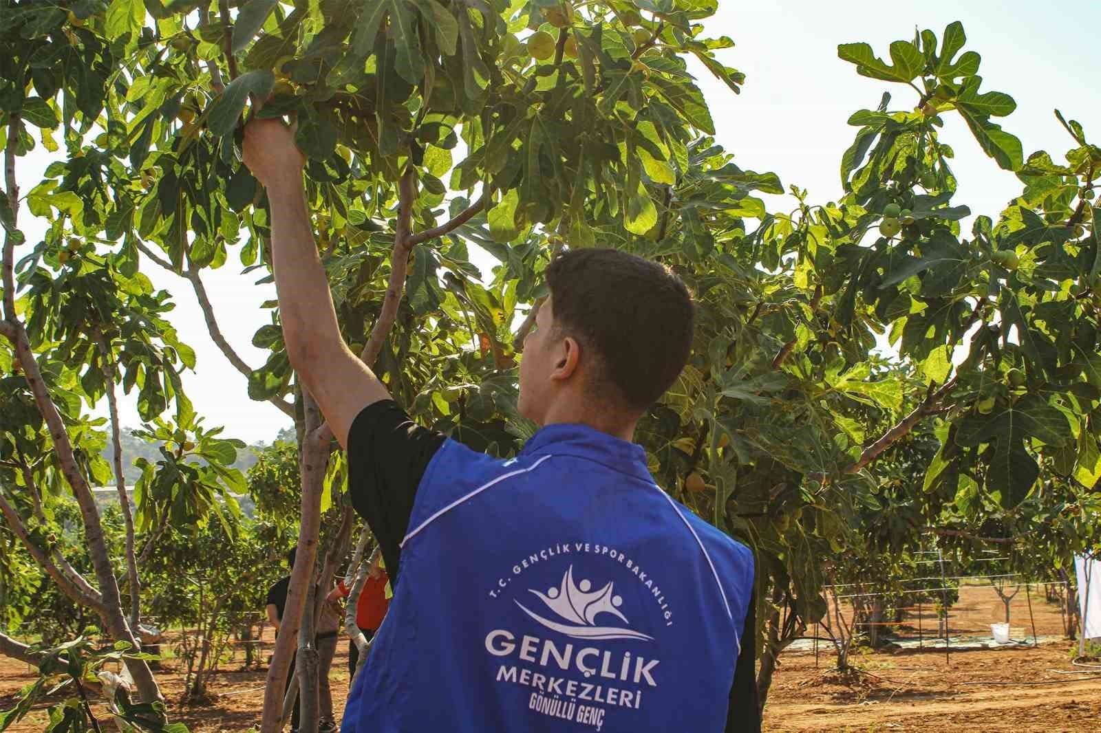 Germencik Gençlik Merkezi Gönüllüleri İncir Hasadına Katıldı