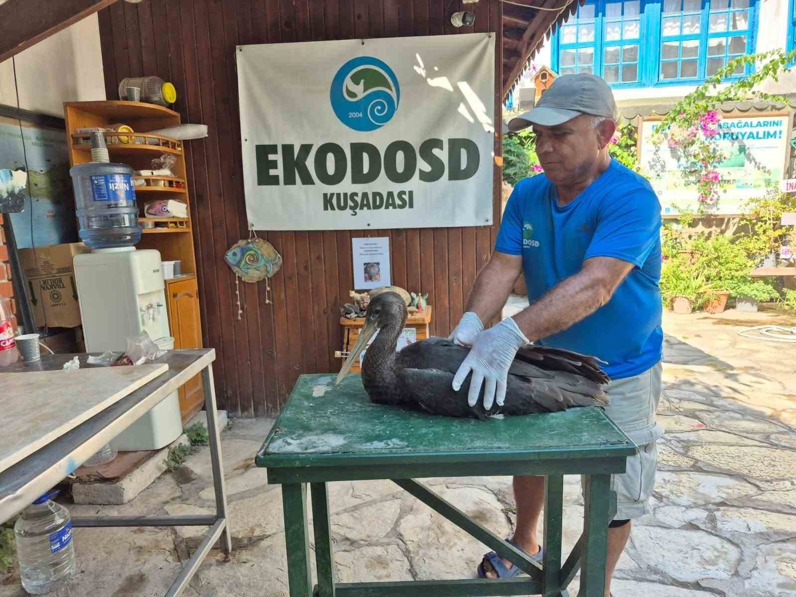 Sazlı'da Nadir Karaleylek Yaralı Bulundu, Tedavi Süreci Başladı