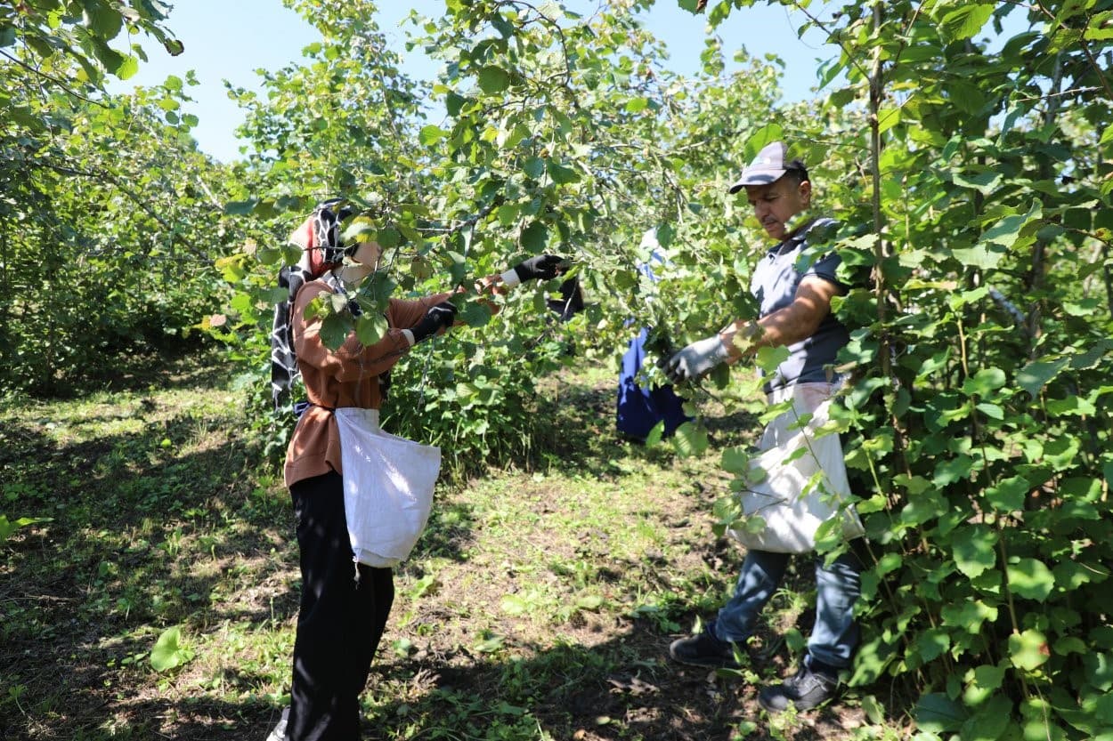 ‘Fındık Dalda, Aklın İşçide Kalmasın’ Projesi Yedinci Sezonunda Devam Ediyor