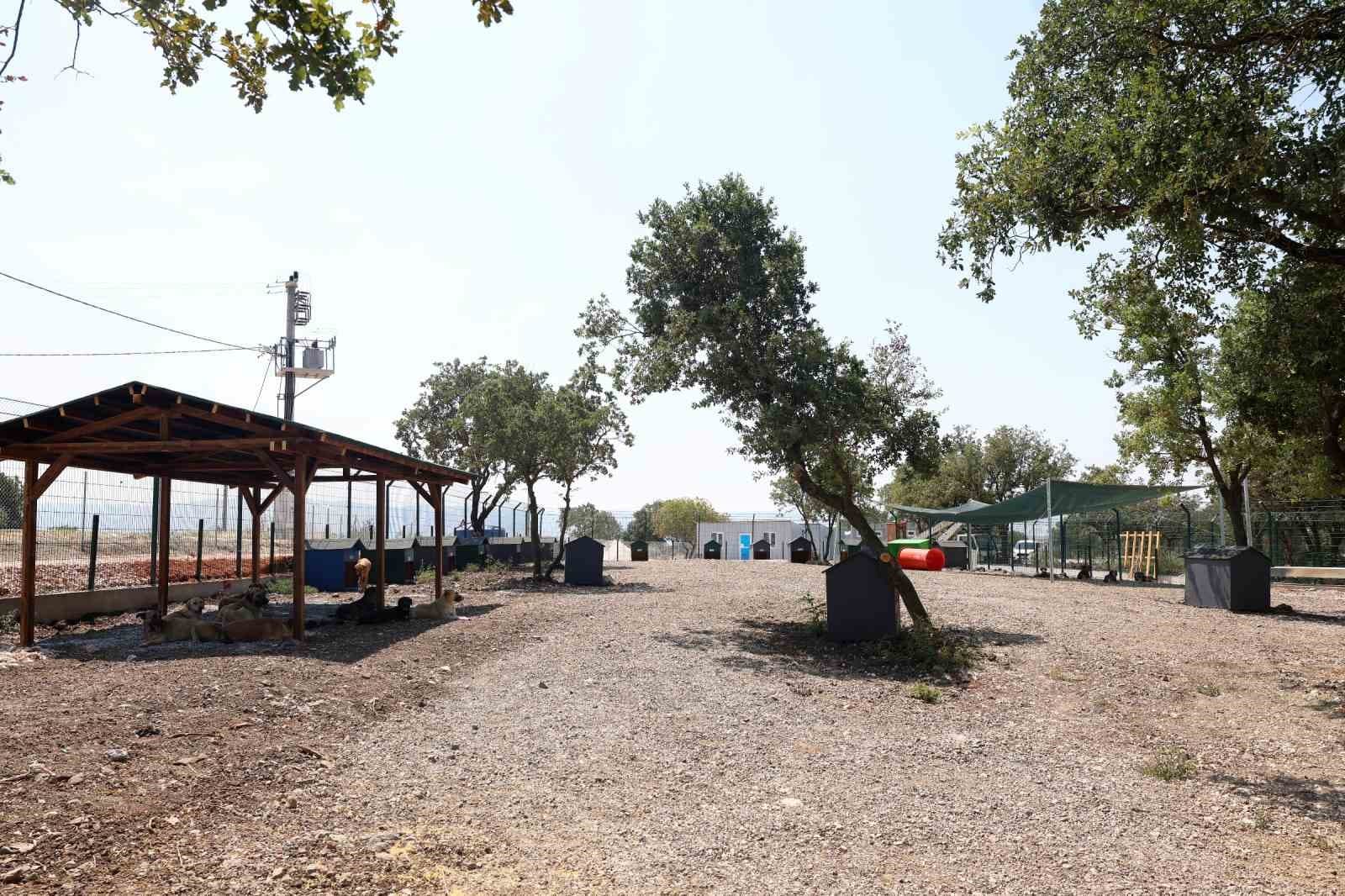 Nilüfer'de Yeni Hayvan Barınma Merkezi Hizmete Girdi: 3 Bini Barındıracak Modern Tesis Açıldı