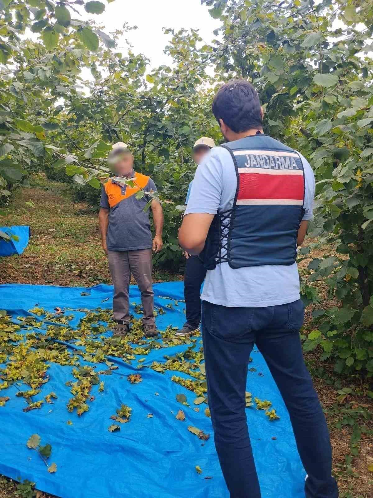 Kocaeli Jandarma, Fındık Hasadında Kandıra'da 7 Gün 24 Saat Süren Yoğun Güvenlik Kontrolünü Sürdürüyor