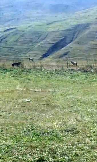 Ardahan'da Tarlada Ölü İneğin Etrafını Saran Kurtlar Kamera Kaydına Alındı