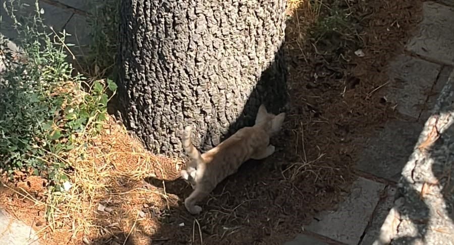 İtfaiye Ekipleri Kedi Kurtardı