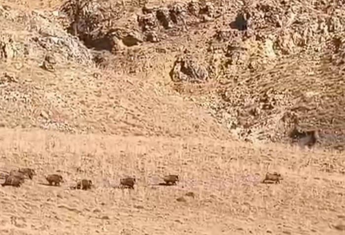 Van'da Yaban Domuzları Sürü Halinde Görüldü