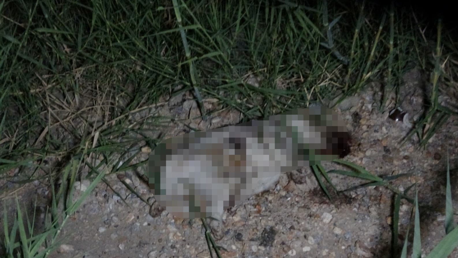 ATV'nin Çarptığı Köpeği Taşla Öldürdüğü İddia Edilen Alman Turist Gözaltına Alındı